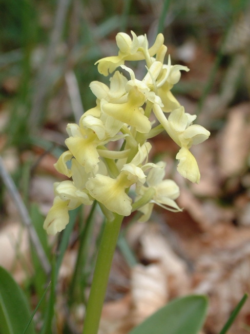 Orchis pallens